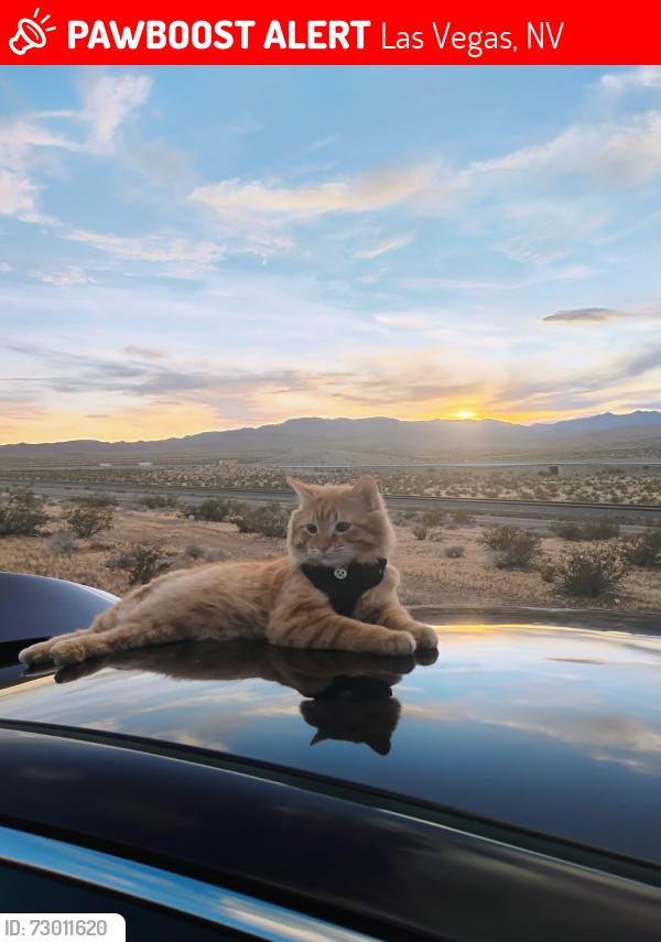 Lost Male Cat last seen Romola Street Southern Highlands, Las Vegas, NV 89141