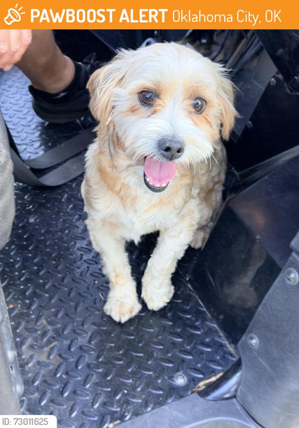 Found/Stray Male Dog last seen Hiwassee, Oklahoma City, OK 73150