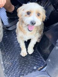 Found/Stray Male Dog last seen Hiwassee, Oklahoma City, OK 73150