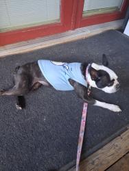 Lost Female Dog last seen Locbuie colorado, Lochbuie, CO 80603
