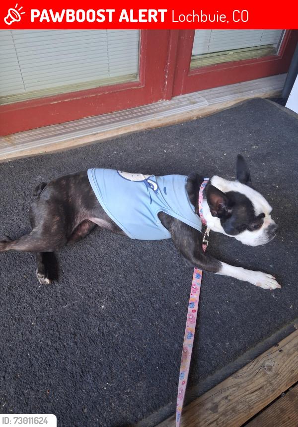 Lost Female Dog last seen Locbuie colorado, Lochbuie, CO 80603