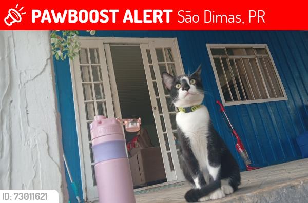 Lost Male Cat last seen Rua do xaxim, São Dimas, PR 83411