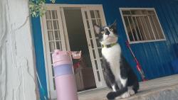 Lost Male Cat last seen Rua do xaxim, São Dimas, PR 83411