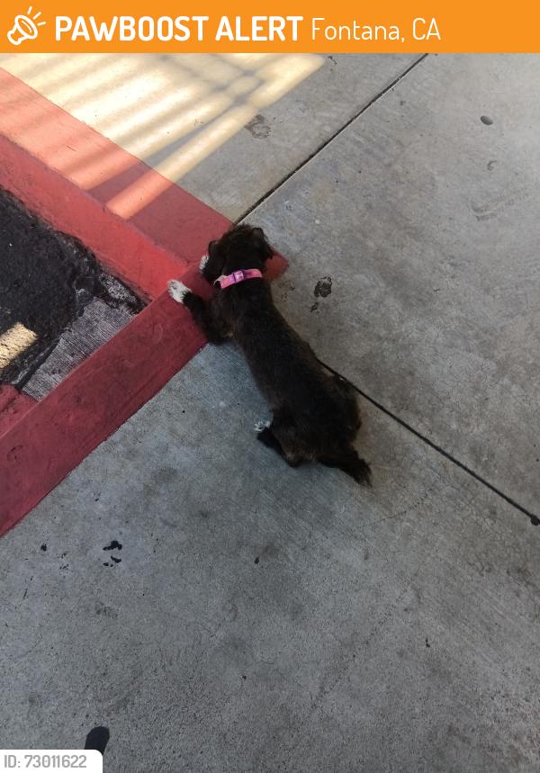 Found/Stray Unknown Dog last seen Valley and aeirra, Fontana, CA 92335