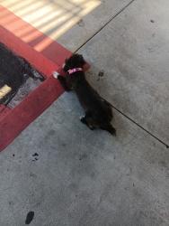 Found/Stray Unknown Dog last seen Valley and aeirra, Fontana, CA 92335