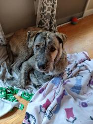 Reunited Male Dog last seen Highlands Park, Ben Lomond, CA 95005