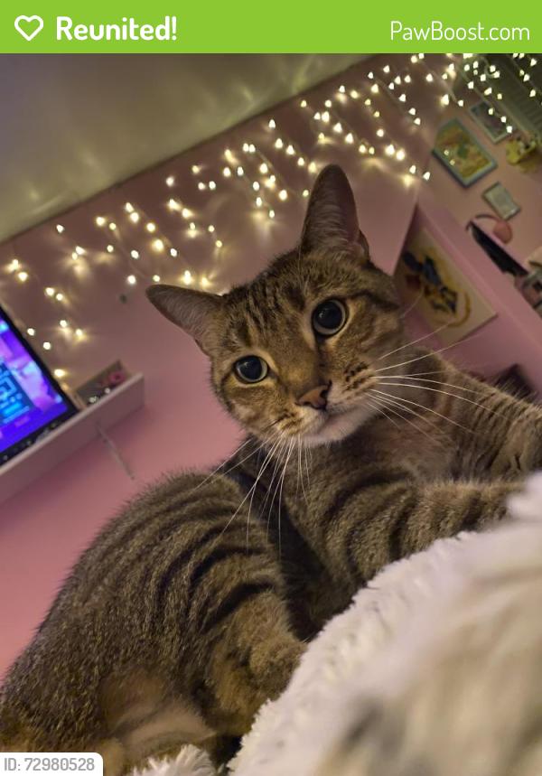 Reunited Male Cat last seen Ardee , Nashville, TN 37216