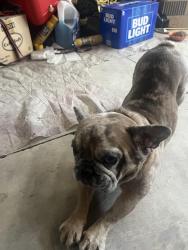 Lost Male Dog last seen Muscoy, Muscoy, CA 92407