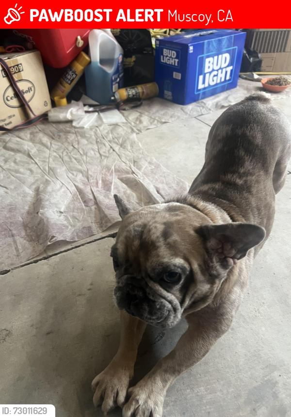 Lost Male Dog last seen Muscoy, Muscoy, CA 92407