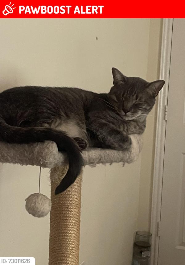Lost Male Cat last seen The A Frame hse with red doors, Panorama Village, TX 77304