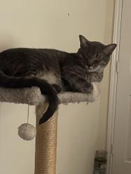 Lost Male Cat last seen The A Frame hse with red doors, Panorama Village, TX 77304