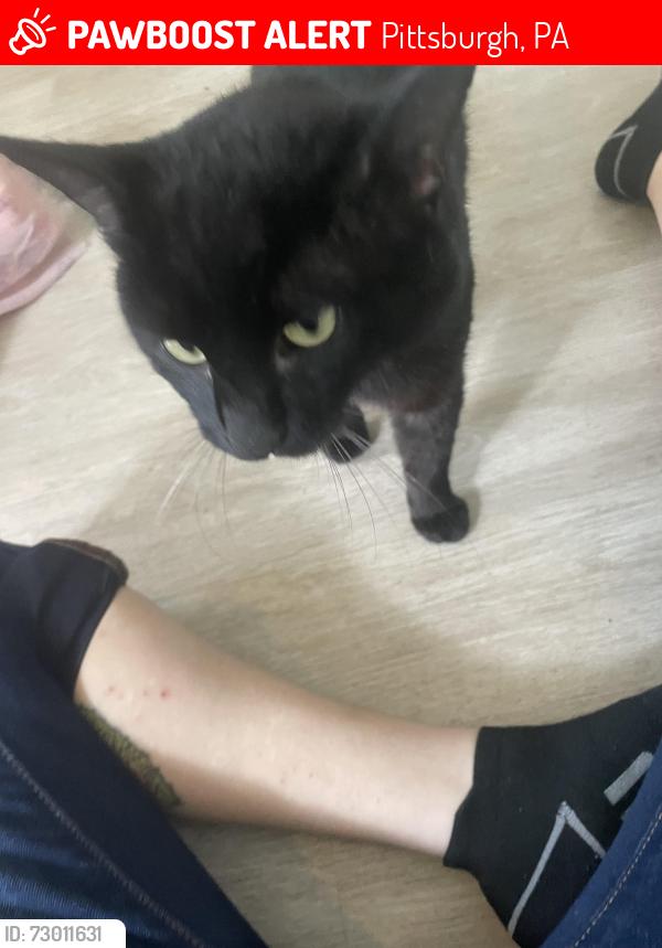 Lost Male Cat last seen Alries street pgh pa 15210, Pittsburgh, PA 15210