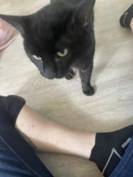 Lost Male Cat last seen Alries street pgh pa 15210, Pittsburgh, PA 15210