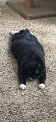 Lost Male Cat last seen Silverlake neighborhood, Raleigh, NC 27606