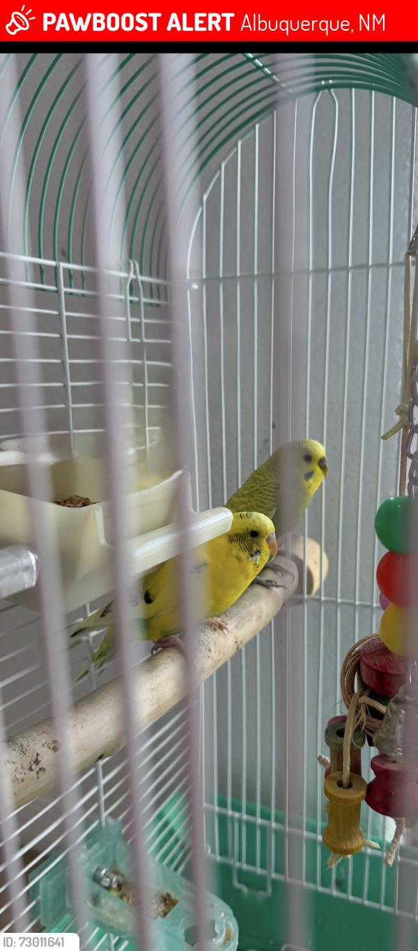 Lost Female Bird last seen Esmeralda Dr and Carmona Rd, Albuquerque, NM 87114