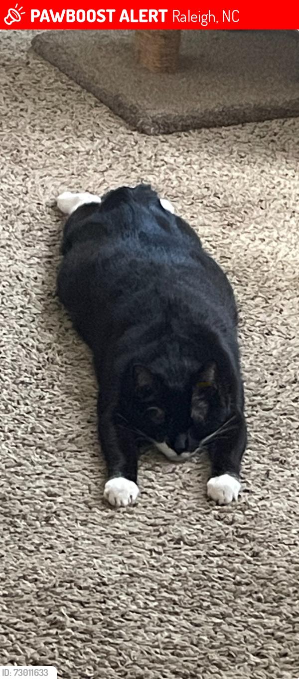 Lost Male Cat last seen Silverlake neighborhood, Raleigh, NC 27606