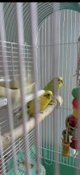 Lost Female Bird last seen Esmeralda Dr and Carmona Rd, Albuquerque, NM 87114