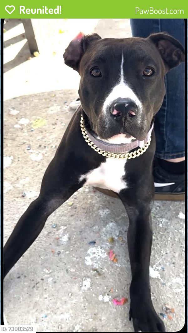 Reunited Female Dog last seen Hull and Kst, Oxnard, CA 93030