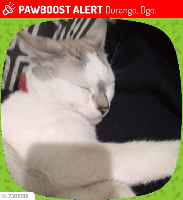 Lost Male Cat last seen Entre cuitzalan y tlacotal, Durango, Dgo. 34160