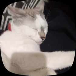 Lost Male Cat last seen Entre cuitzalan y tlacotal, Durango, Dgo. 34160