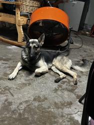 Lost Male Dog last seen neighborhoods , Katy, TX 77493