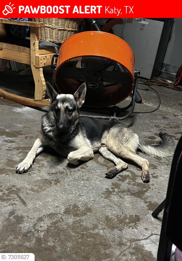 Lost Male Dog last seen neighborhoods , Katy, TX 77493