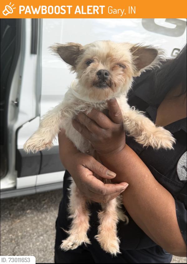 Found/Stray Female Dog last seen Gary Animal Control, Gary, IN 46402