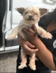 Found/Stray Female Dog last seen Gary Animal Control, Gary, IN 46402