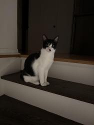 Lost Male Cat last seen Regent and Ellery , Richmond Hill, ON L4C 9B6