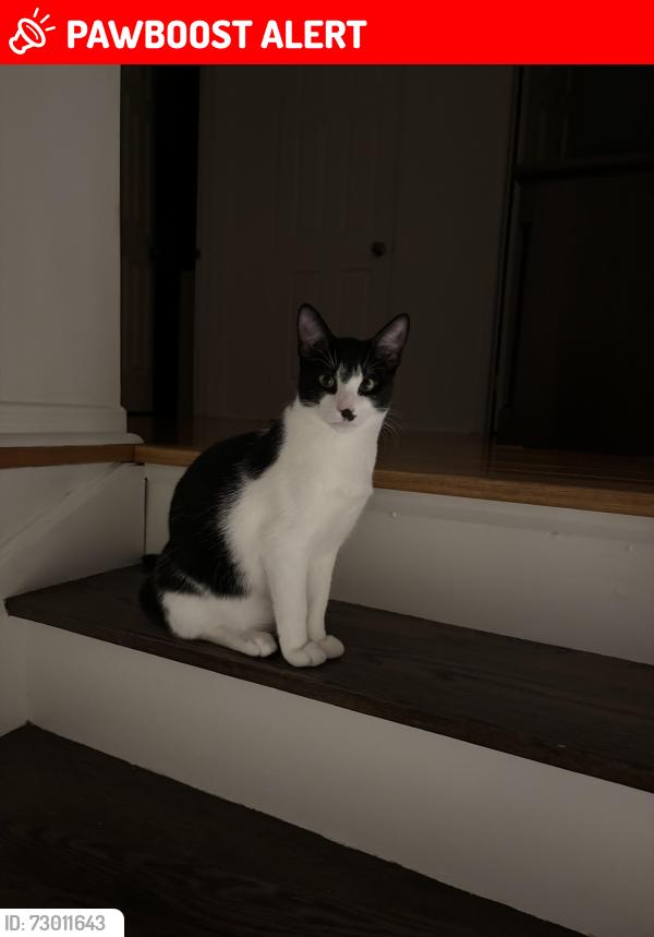 Lost Male Cat last seen Regent and Ellery , Richmond Hill, ON L4C 9B6