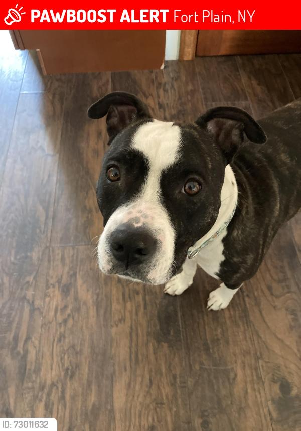 Lost Female Dog last seen Oldick Rd and a Fordsbush Rd, Fort Plain, NY 13339
