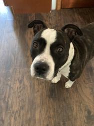 Lost Female Dog last seen Oldick Rd and a Fordsbush Rd, Fort Plain, NY 13339
