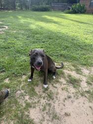 Found/Stray Female Dog last seen Dodson Rd and Lighthouse Church Road, Okaloosa County, FL 32564