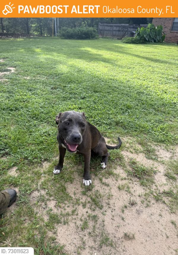 Found/Stray Female Dog last seen Dodson Rd and Lighthouse Church Road, Okaloosa County, FL 32564