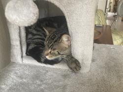 Reunited Male Cat last seen Country Manor Park, Antioch, CA 94531