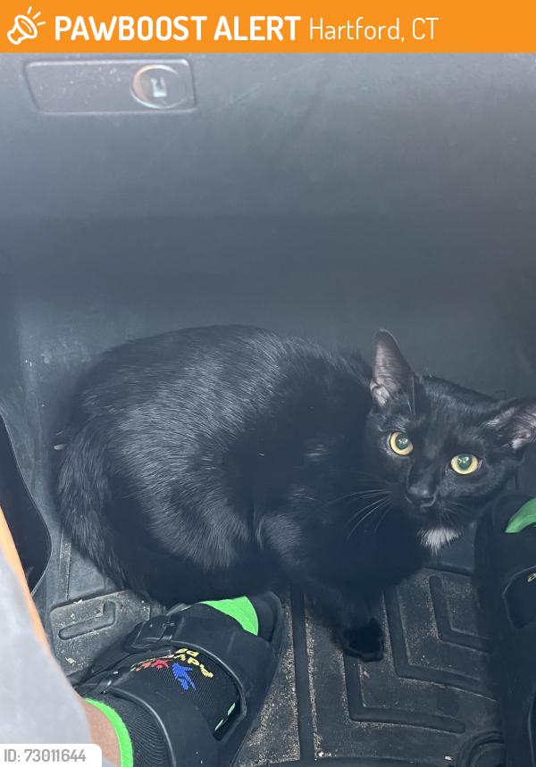 Found/Stray Male Cat last seen Don’t remember exactly , Hartford, CT 06103