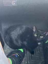 Found/Stray Male Cat last seen Don’t remember exactly , Hartford, CT 06103