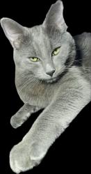 Lost Male Cat last seen COX AND ROSEMORE AVE MODAEST CA, Modesto, CA 95358
