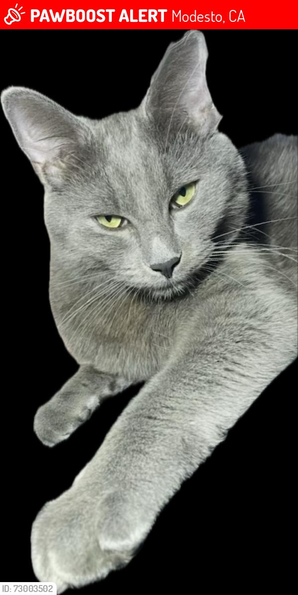 Lost Male Cat last seen COX AND ROSEMORE AVE MODAEST CA, Modesto, CA 95358