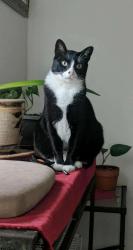 Lost Female Cat last seen Last seen around the neighborhood, San Diego, CA 92126