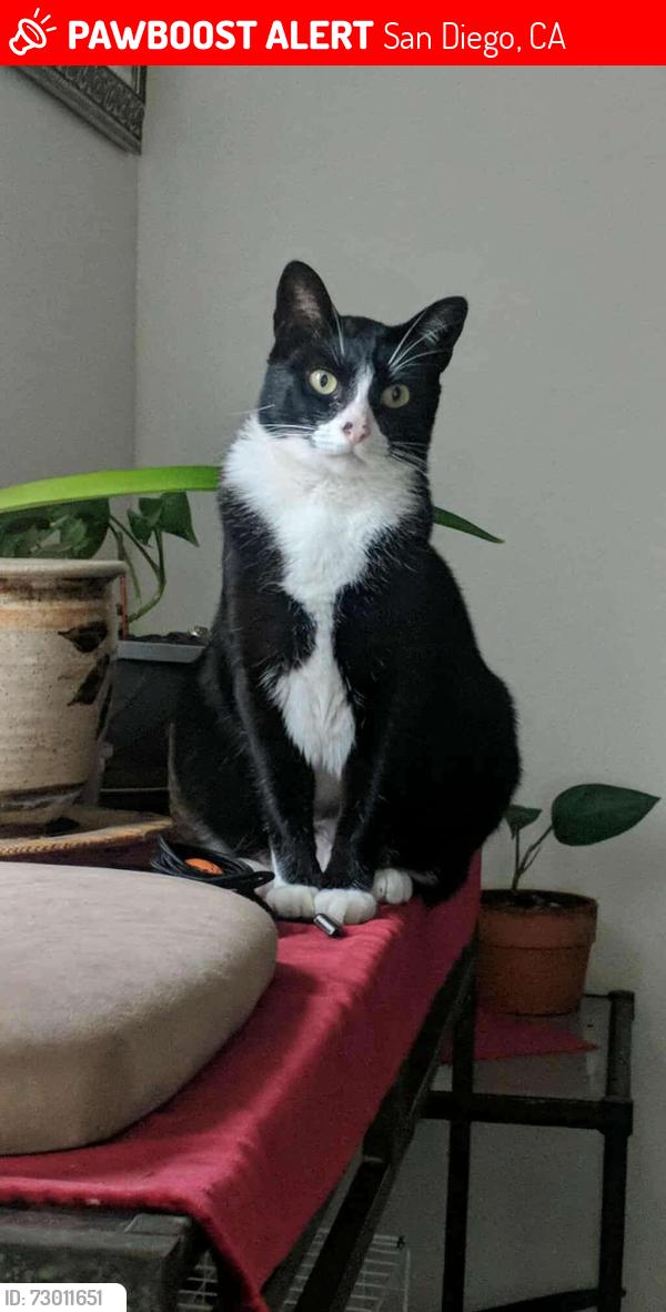 Lost Female Cat last seen Last seen around the neighborhood, San Diego, CA 92126
