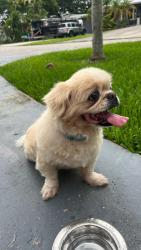 Reunited Male Dog last seen Near SW 57 TH, DAVIE, 33314, Davie, FL 33314