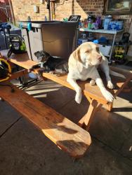 Lost Female Dog last seen Frankford and ravine , Carrollton, TX 75007