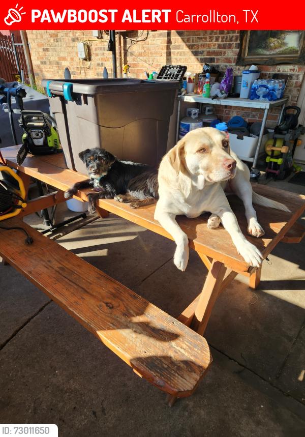 Lost Female Dog last seen Frankford and ravine , Carrollton, TX 75007