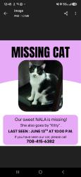 Lost Female Cat last seen 99th St, Lemont, IL 60439