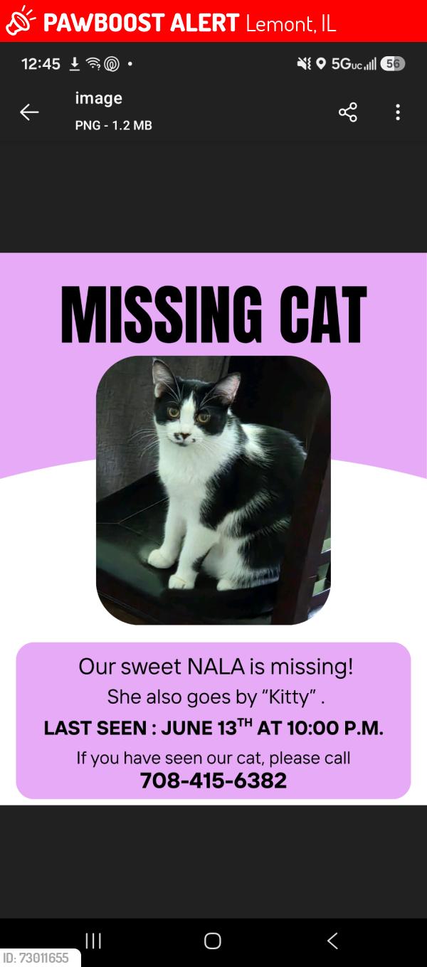 Lost Female Cat last seen 99th St, Lemont, IL 60439