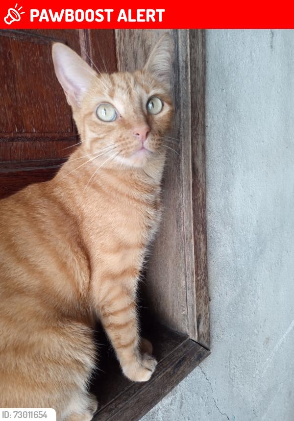 Lost Female Cat last seen entre Pequeri e Congonhal, Bandeirantes (Pampulha), MG 31365-440