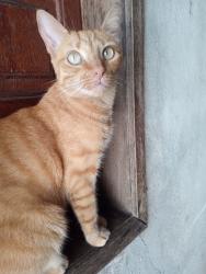 Lost Female Cat last seen entre Pequeri e Congonhal, Bandeirantes (Pampulha), MG 31365-440