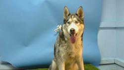 Shelter Stray Male Dog last seen , 216 W Victoria St, Gardena, CA 90248, USA
