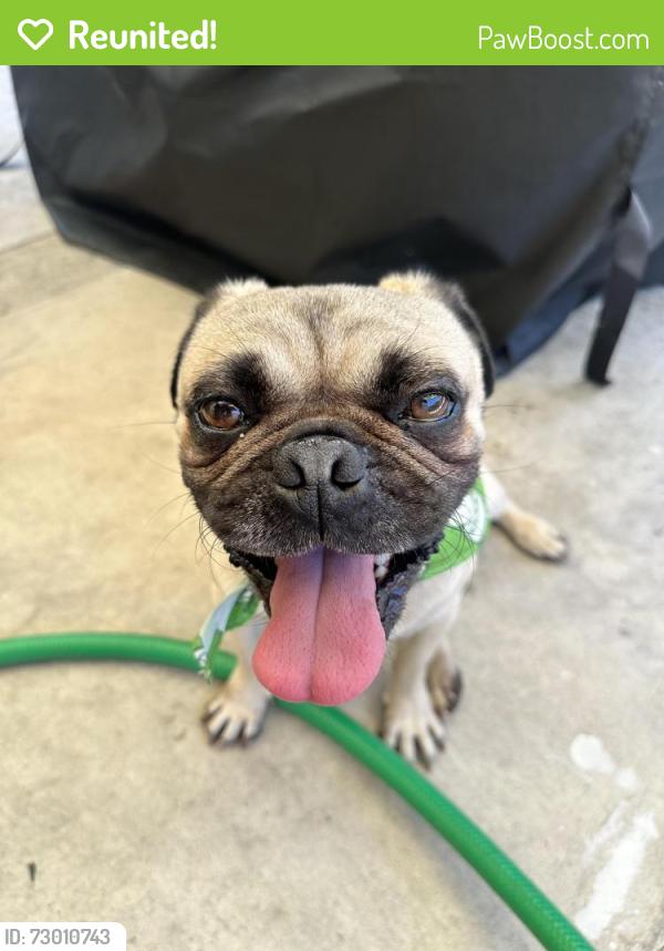 Reunited Male Dog last seen Las Tunas, Temple City, CA 91780